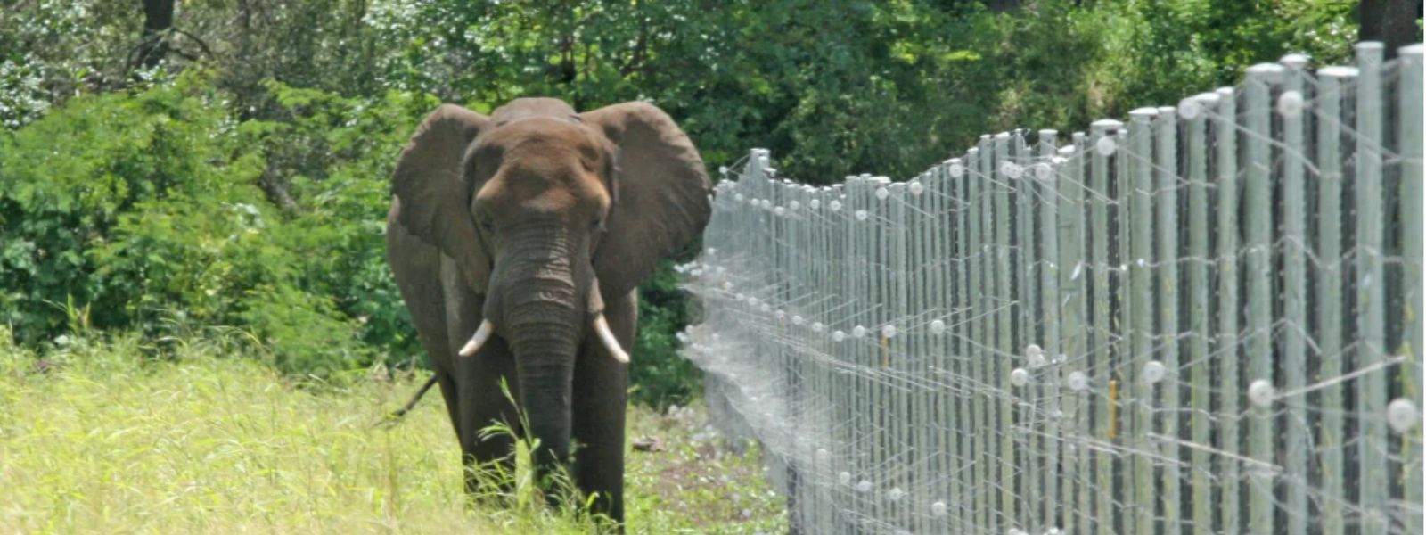 Two Female Elephants Electrocuted to Death